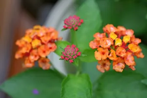五色梅花语图片壁纸_19