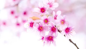 高清鲜花大图壁纸