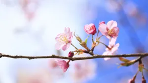高清鲜花大图壁纸_2