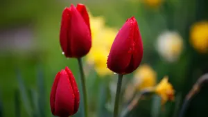 高清鲜花大图壁纸_3
