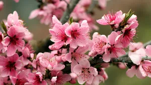 高清鲜花大图壁纸_4