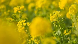 高清鲜花大图壁纸_5