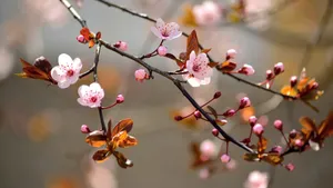 高清鲜花大图壁纸_6