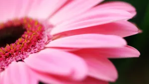 高清鲜花大图壁纸_7