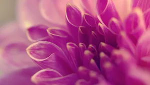 高清鲜花大图壁纸_8