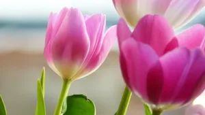 高清鲜花大图壁纸_9