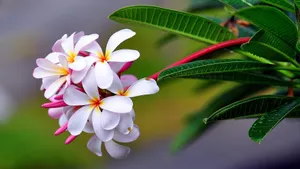 高清鲜花大图壁纸_10