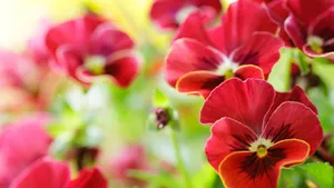 高清鲜花大图壁纸_11