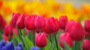 高清鲜花大图壁纸_12