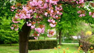 高清鲜花大图壁纸_13