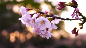 清新淡雅的花卉图片_2