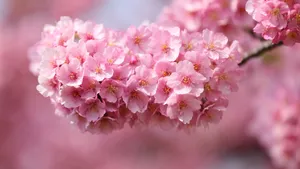 清新淡雅的花卉图片_3