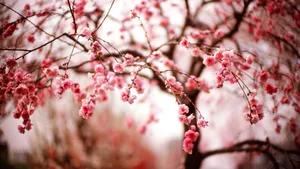 清新淡雅的花卉图片_7