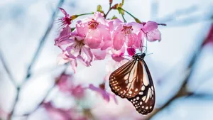清新淡雅的花卉图片_9
