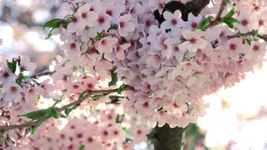 小清新唯美花朵图片_4