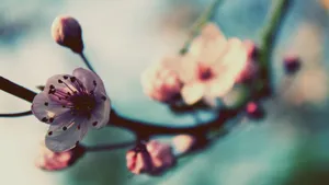 小清新唯美花朵图片_5