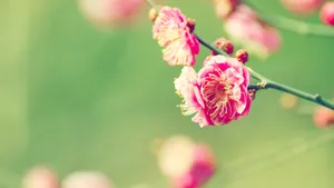 小清新唯美花朵图片_7