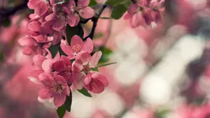 小清新唯美花朵图片_8