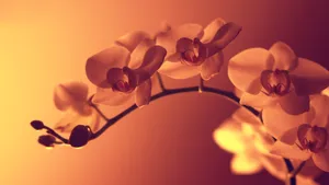 小清新唯美花朵图片_9