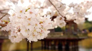 小清新唯美花朵图片_11