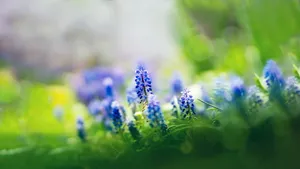 小清新花儿壁纸_7
