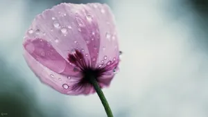 小清新花儿壁纸_10