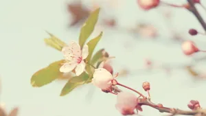 小清新花儿壁纸_13