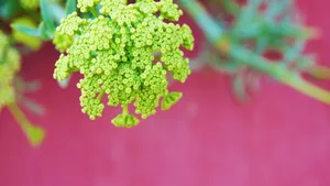 小清新花儿壁纸_14