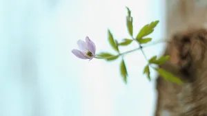 小清新花儿壁纸_15