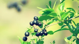 小清新花儿壁纸_16