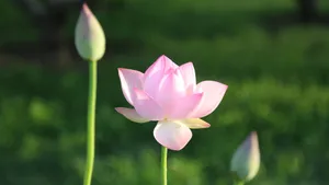 清新荷花图片