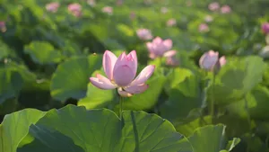 清新荷花图片_2
