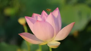 清新荷花图片_3