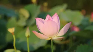 清新荷花图片_4
