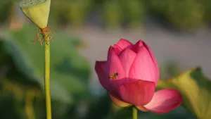 清新荷花图片_5