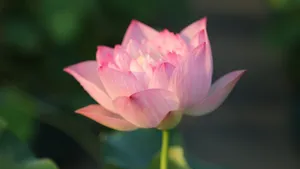 清新荷花图片_6