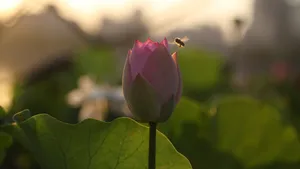 清新荷花图片_7