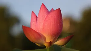 清新荷花图片_8