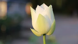 清新荷花图片_9