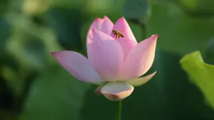 清新荷花图片_10