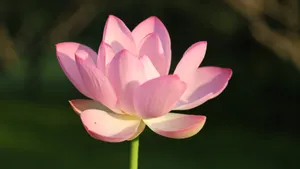 清新荷花图片_11