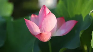 清新荷花图片_13