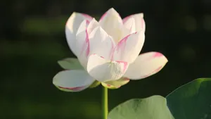 清新荷花图片_14
