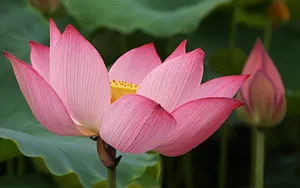 荷花图片大全_3