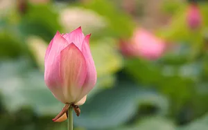 荷花图片大全_9