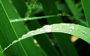 绿色护眼壁纸_5
