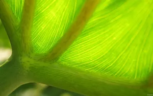 绿色护眼壁纸_7