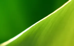 绿色护眼壁纸_16