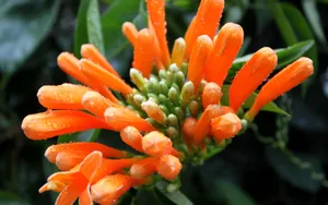 炮仗花花语图片_2
