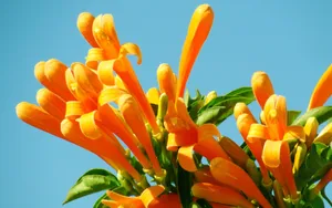 炮仗花花语图片_3
